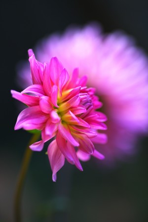 Dahlia on A Cloud